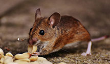 24 Hour & Emergency Exterminators in Daytonville, NY